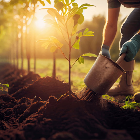 Person planting a row of trees in soil