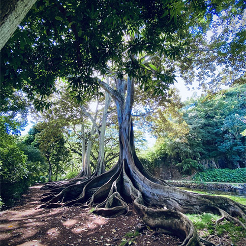 Large tree with long above ground roots in a wooded area