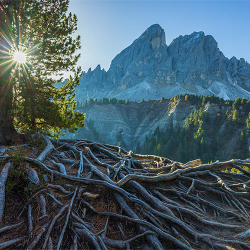 Tree with long above ground roots with mountains in the distance