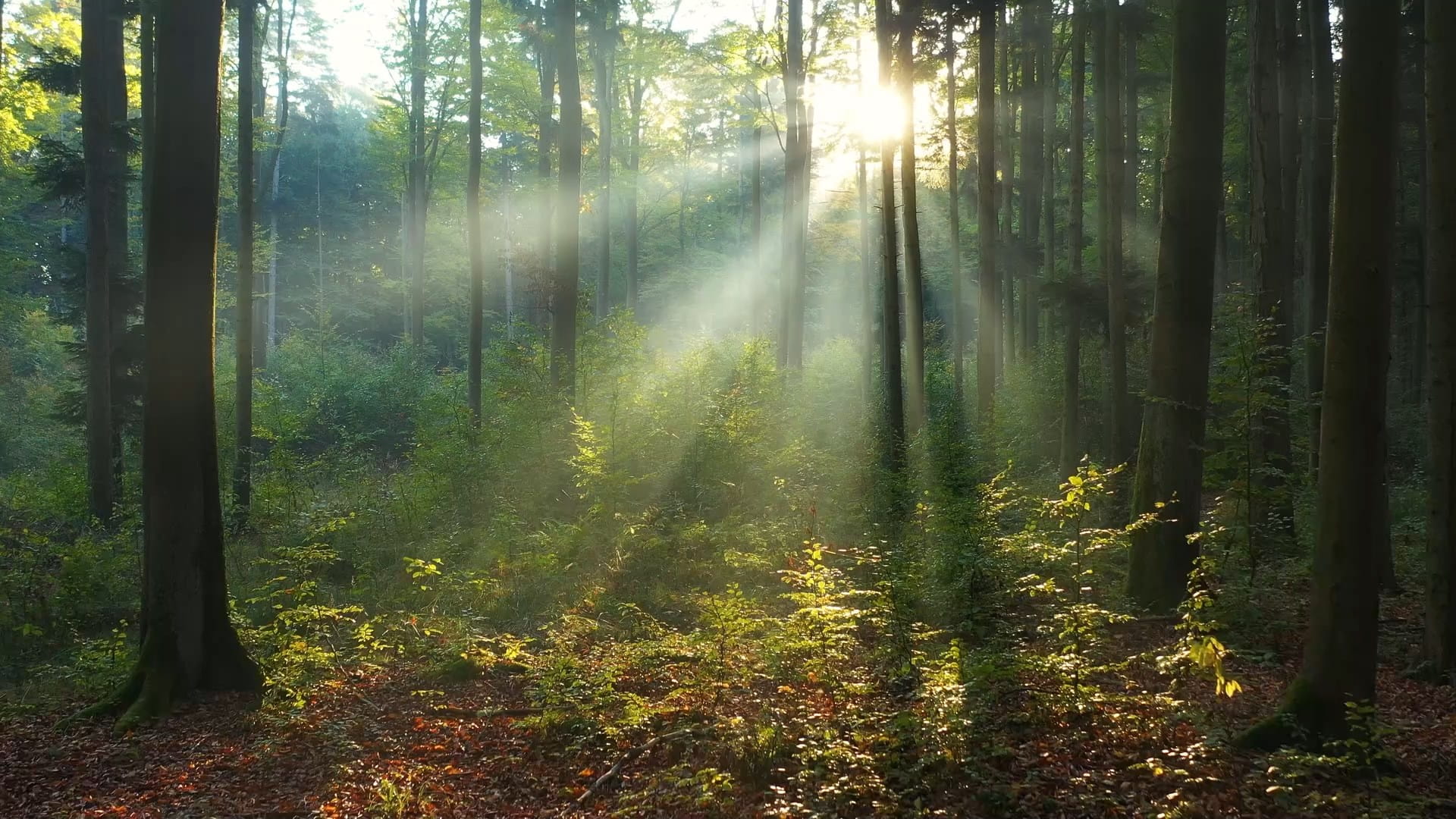 Sun rays shining through forest